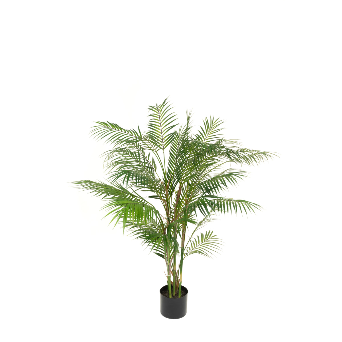 Areca Palm Medium & Large