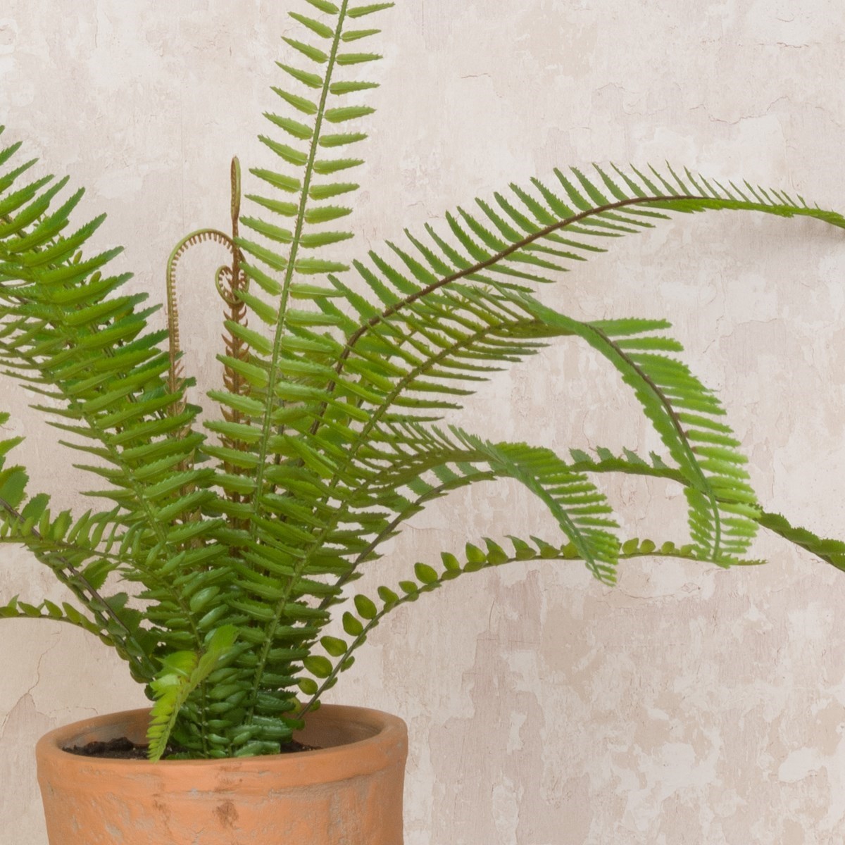 Boston Fern in Terracotta Pot