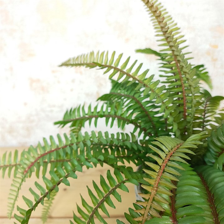 Fern in Ceramic Basket Pot