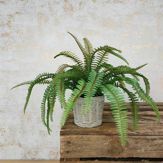 Fern in Ceramic Basket Pot