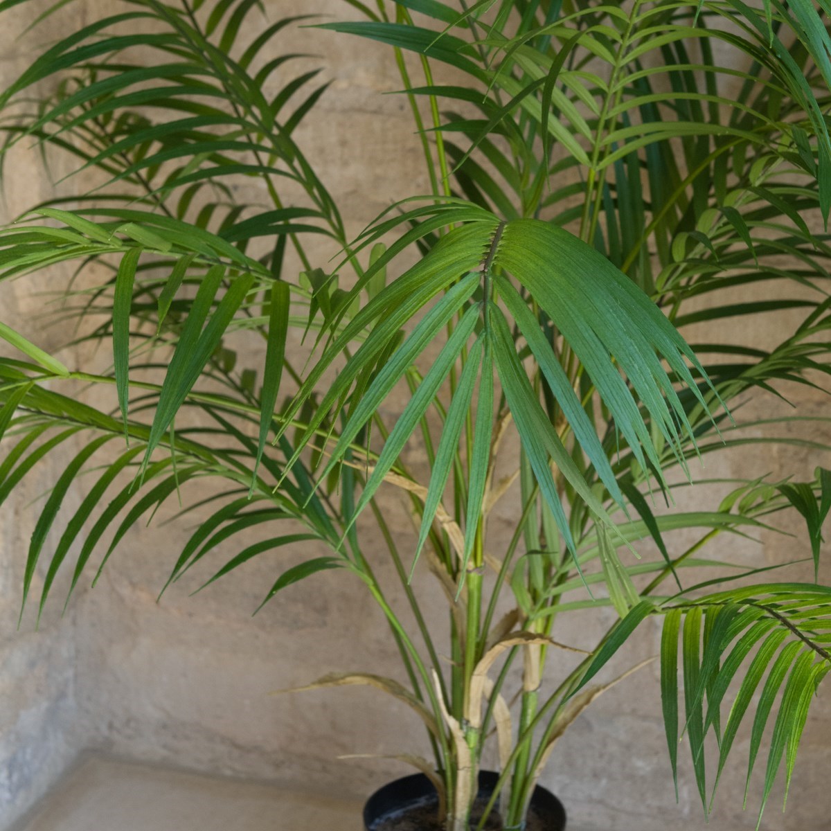 Areca Palm Medium & Large