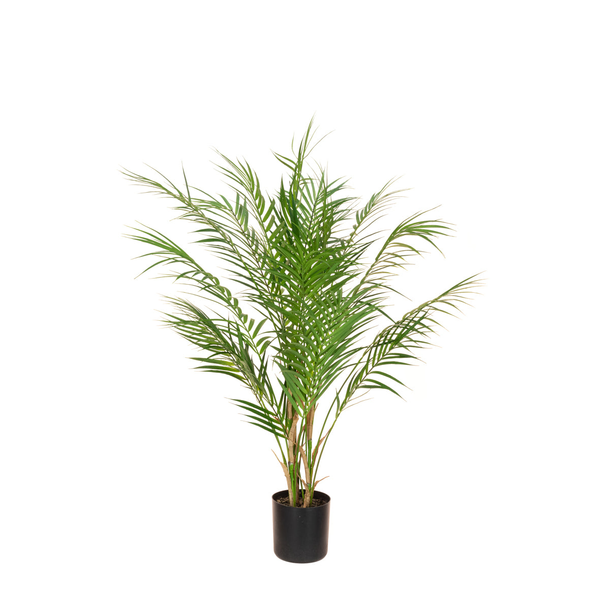 Areca Palm Medium & Large