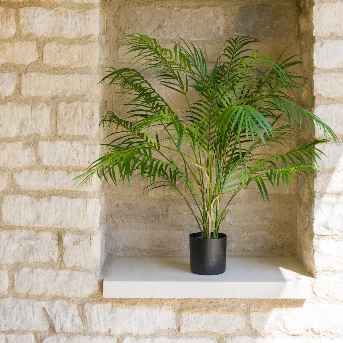 Areca Palm Medium & Large