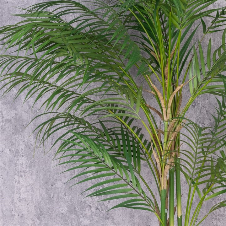 Areca Palm Medium & Large