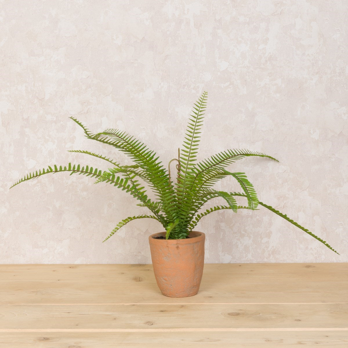 Boston Fern in Terracotta Pot