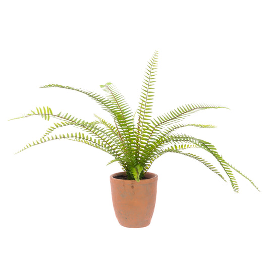 Boston Fern in Terracotta Pot