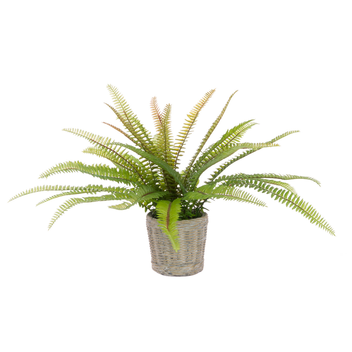 Fern in Ceramic Basket Pot