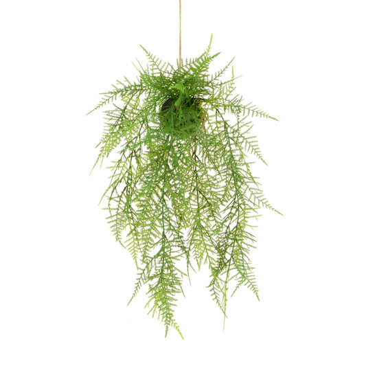 Hanging Potted Fern