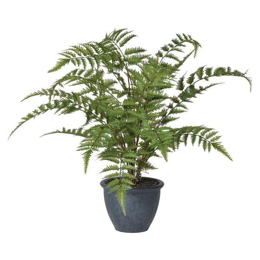 Potted Green Fern