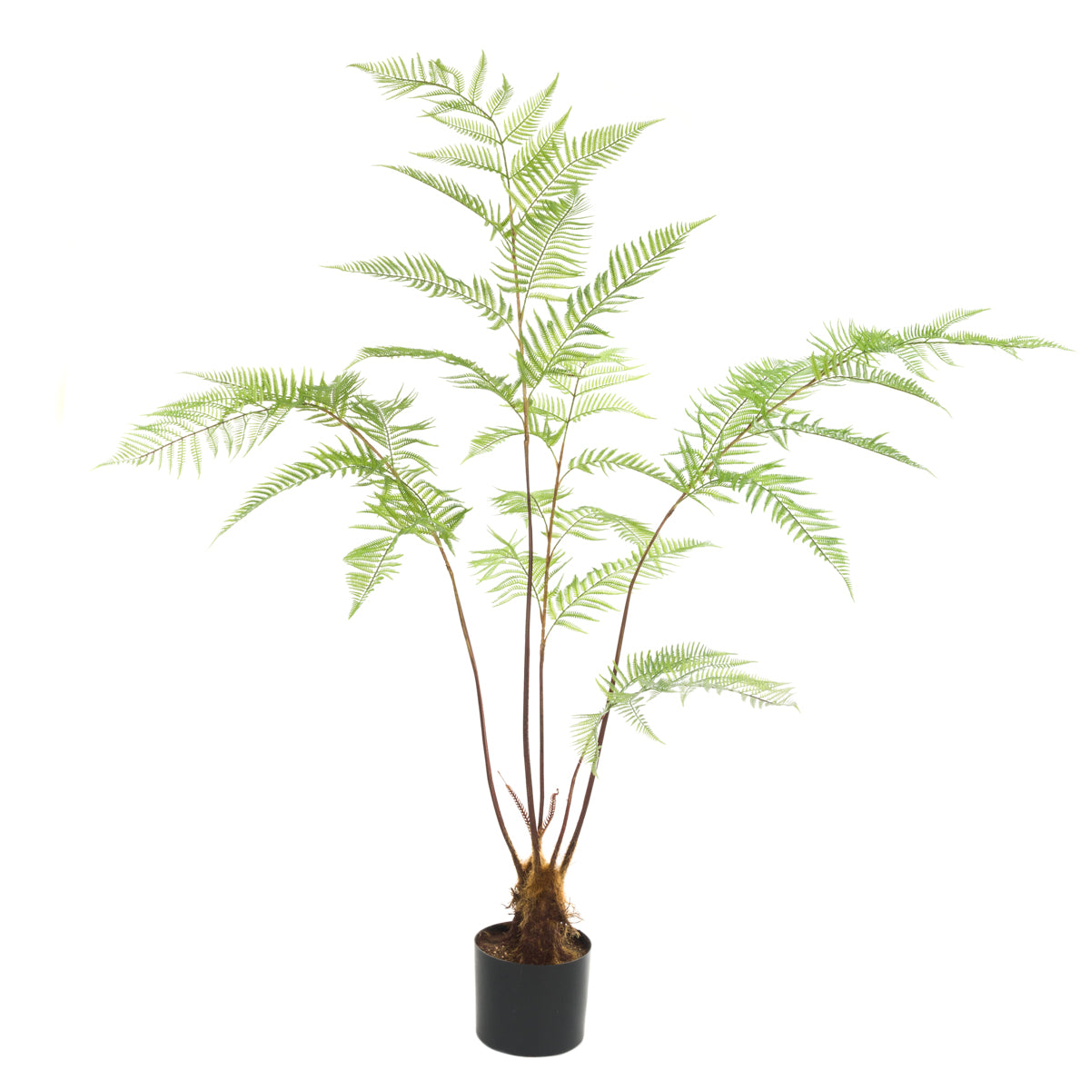 Potted Fern Tree Medium & Large