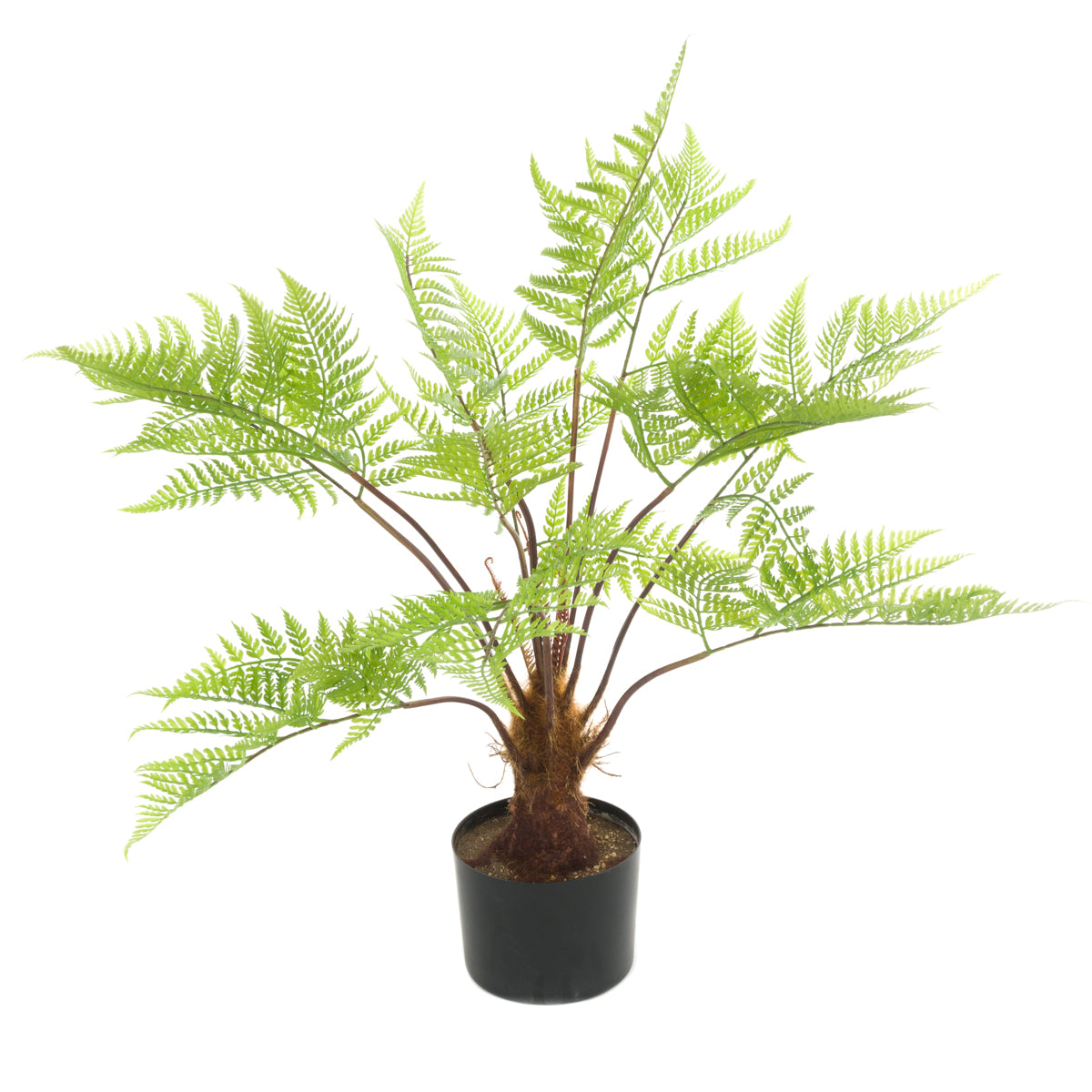 Potted Fern Tree Medium & Large